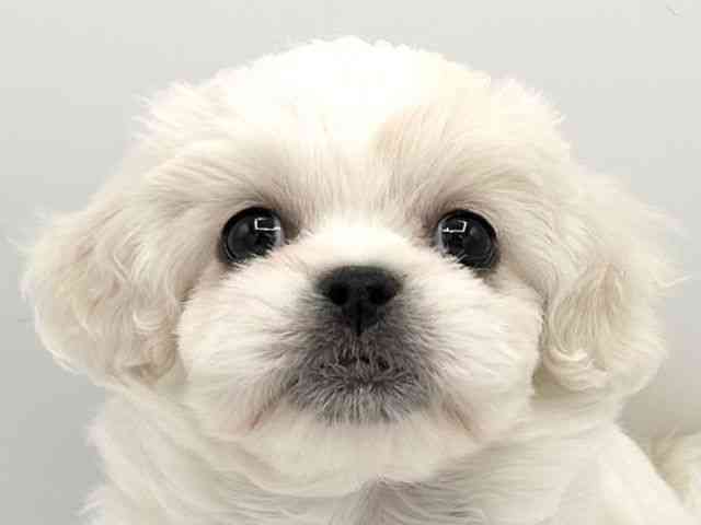 京都府のハーフ犬・ミックス犬 (ひごペットフレンドリーイオンモール高の原店/2026年1月10日生まれ/女の子/ホワイトクリーム)の子犬の1枚目の画像