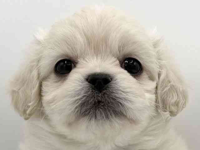 大阪府のハーフ犬・ミックス犬 (ひごペットフレンドリーららぽーとEXPOCITY店/2026年1月10日生まれ/女の子/ホワイトクリーム)の子犬の1枚目の画像