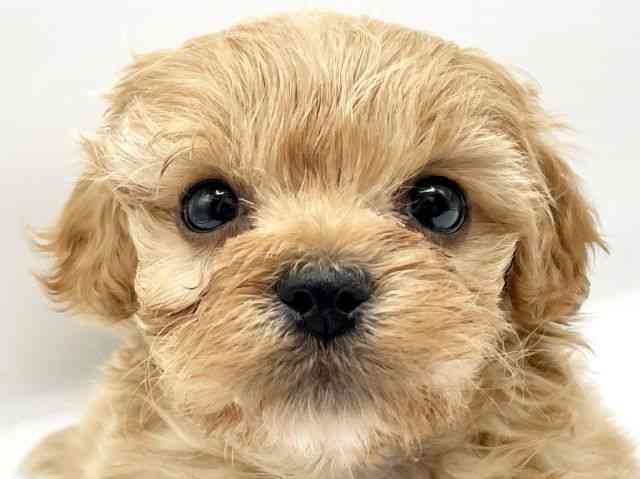 奈良県のペキプー(ペキニーズ×プードル) (ひごペットフレンドリートナリエ大和高田店/2026年1月13日生まれ/女の子/アプリコット)の子犬の1枚目の画像