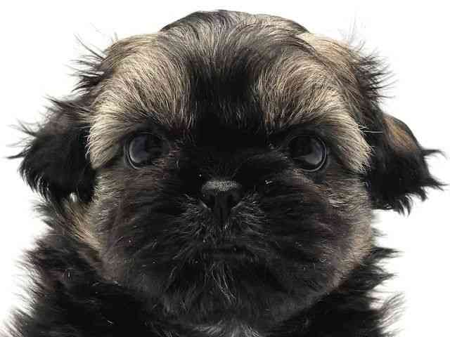 大阪府のペキシーズー/ペキズー(ペキニーズ×シーズー) (ひごペットフレンドリーみのおキューズモール店/2026年1月10日生まれ/男の子/フォーン)の子犬の1枚目の画像