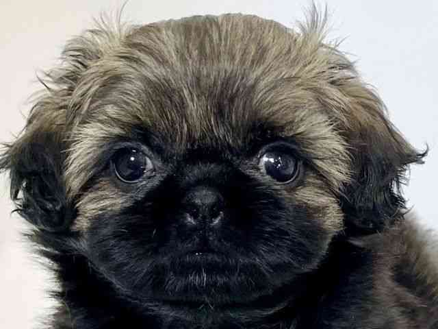 大阪府のペキシーズー/ペキズー(ペキニーズ×シーズー) (ひごペットフレンドリーアクロスプラザ住之江店/2026年1月10日生まれ/男の子/フォーン)の子犬の1枚目の画像