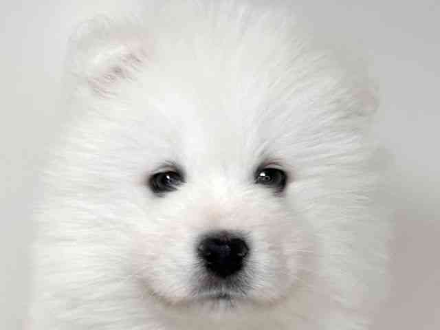 兵庫県のサモエド (ひごペットフレンドリーイトーヨーカドー明石店/2026年1月10日生まれ/男の子/ホワイト)の子犬