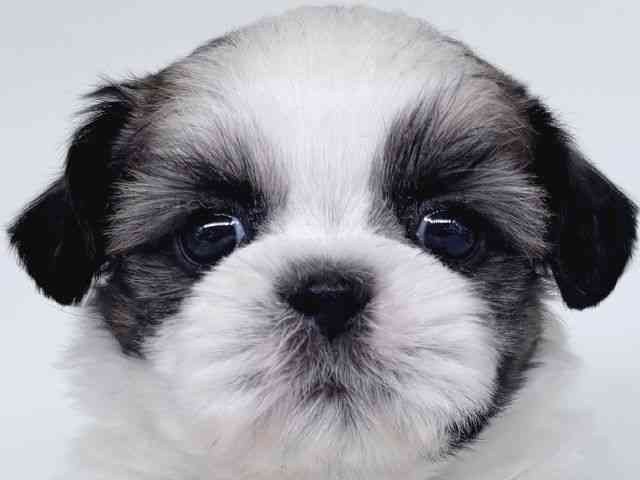 大阪府のシーズー (ひごペットフレンドリー瓜破店/2026年1月13日生まれ/女の子/ホワイトゴールド)の子犬の1枚目の画像