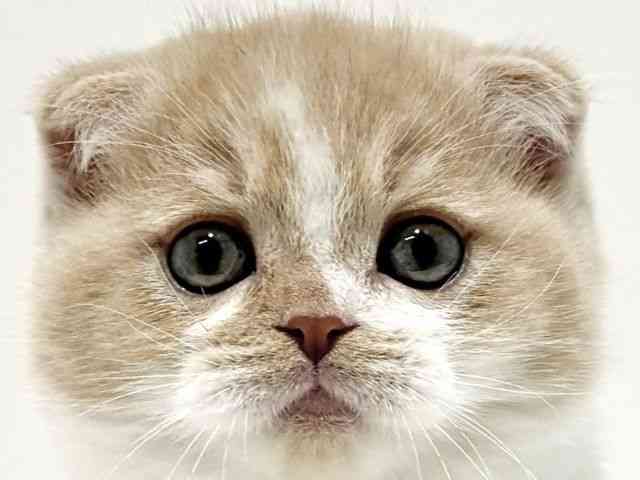 大阪府のスコティッシュフォールド (ひごペットフレンドリーイオン高槻店/2025年12月27日生まれ/男の子/クリームホワイト)の子猫の1枚目の画像