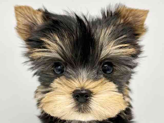 大阪府のヨークシャーテリア (ひごペットフレンドリーイオンタウン豊中庄内店/2026年1月9日生まれ/女の子/スチールブルータン)の子犬の1枚目の画像