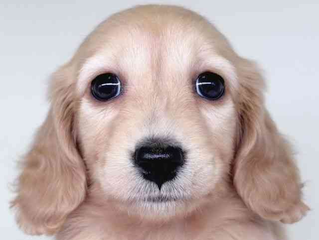 大阪府のミニチュアダックスフンド(ロング) (ひごペットフレンドリー瓜破店/2026年1月13日生まれ/男の子/ゴールド)の子犬の1枚目の画像