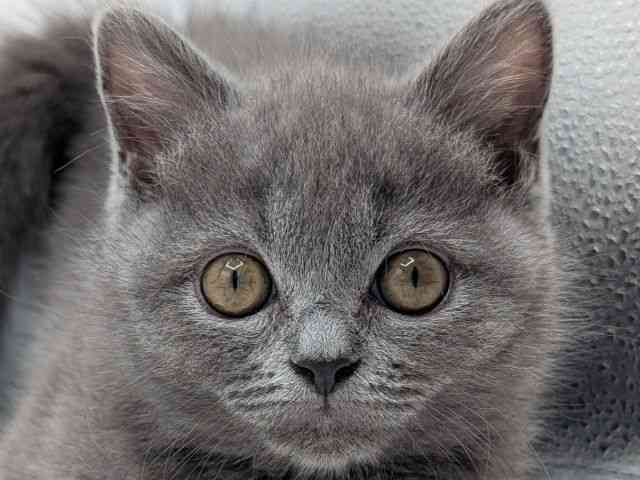 香川県のブリティッシュショートヘアー (ひごペットフレンドリーゆめタウン高松店/2026年1月11日生まれ/男の子/ブルー)の子猫の1枚目の画像