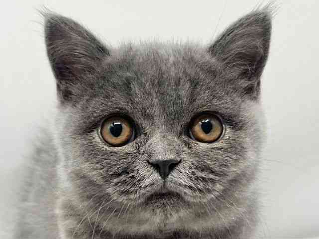 大阪府のブリティッシュショートヘアー (ひごペットフレンドリーイオンタウン豊中庄内店/2026年1月12日生まれ/女の子/ブルー)の子猫の1枚目の画像