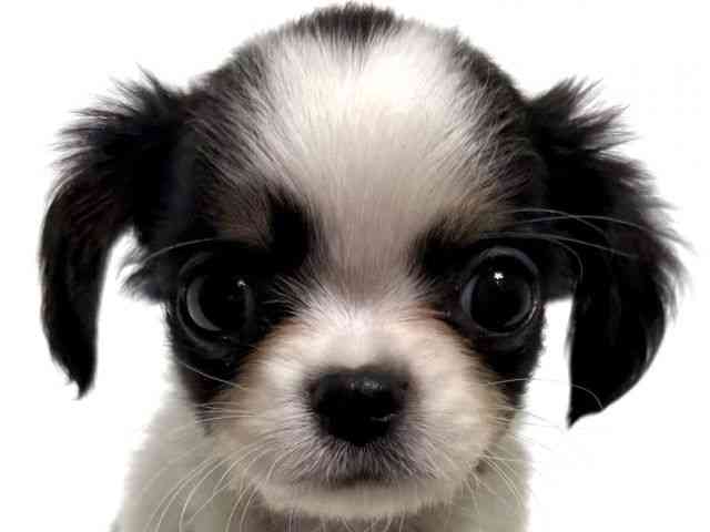 大阪府のキャバチワ/チワキャバ(キャバリア×チワワ) (ひごペットフレンドリーアクロスプラザ住之江店/2026年1月14日生まれ/女の子/トライカラー)の子犬の1枚目の画像