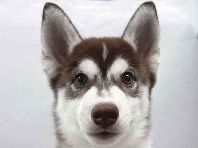 京都府のシベリアンハスキー (ひごペットフレンドリー京都店/2026年1月10日生まれ/男の子/チョコレートホワイト)の子犬の1枚目の画像