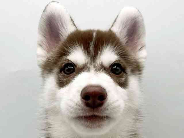 奈良県のシベリアンハスキー (ひごペットフレンドリートナリエ大和高田店/2026年1月10日生まれ/男の子/チョコレートホワイト)の子犬の1枚目の画像