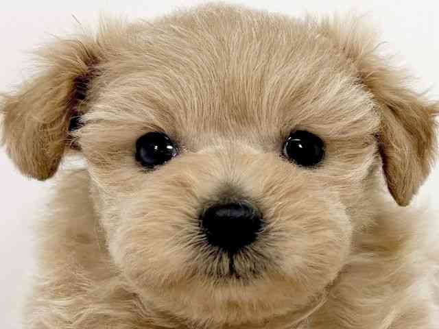 京都府のポメプー(ポメラニアン×プードル) (ひごペットフレンドリーイズミヤショッピングセンター八幡店/2026年1月13日生まれ/男の子/アプリコット)の子犬の1枚目の画像