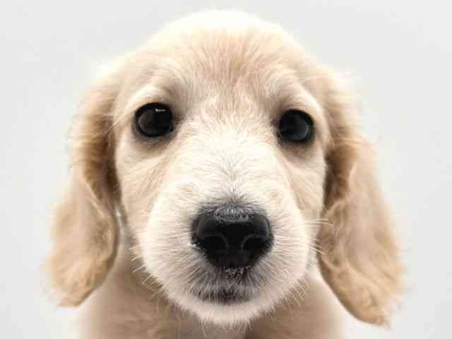 奈良県のミニチュアダックスフンド(ロング) (ひごペットフレンドリー田原本店/2026年1月14日生まれ/男の子/イエロー)の子犬の1枚目の画像