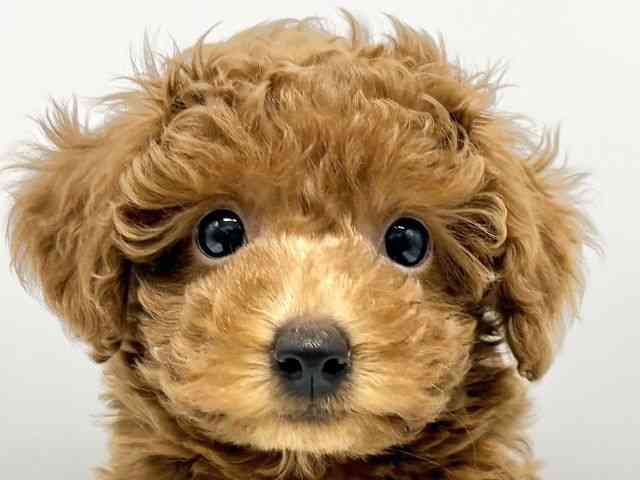 大阪府のトイプードル(トイ) (ひごペットフレンドリーイオンタウン豊中庄内店/2026年1月14日生まれ/女の子/レッドフォーン)の子犬