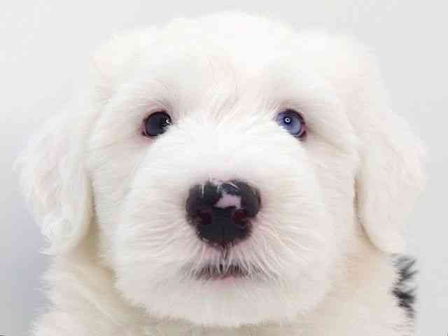 大阪府のオールドイングリッシュシープドッグ (ひごペットフレンドリーいこらもーる泉佐野店/2026年1月14日生まれ/男の子/グレーホワイト)の子犬の1枚目の画像