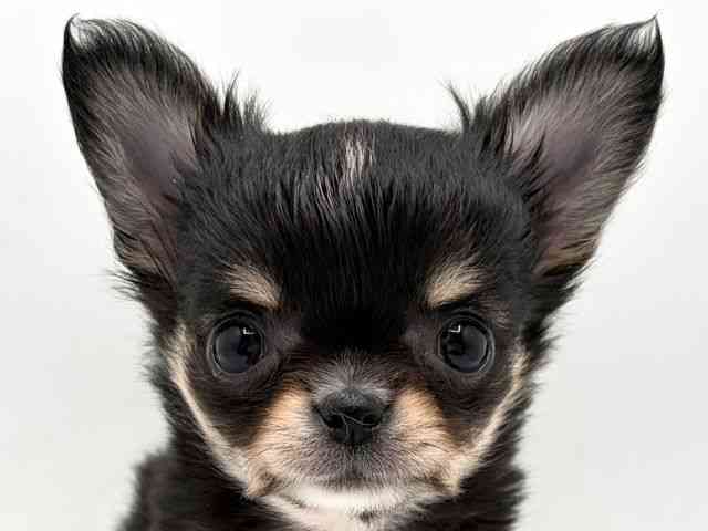 奈良県のチワワ(ロング) (ひごペットフレンドリー田原本店/2026年1月12日生まれ/男の子/ブラッククリームホワイト)の子犬の1枚目の画像