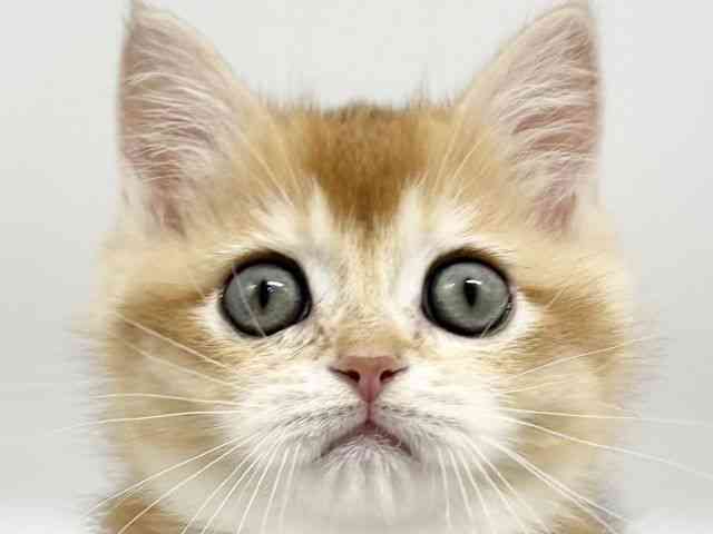 大阪府のブリティッシュショートヘアー (ひごペットフレンドリーイオンタウン豊中庄内店/2026年1月1日生まれ/男の子/チンチラゴールデン)の子猫の1枚目の画像