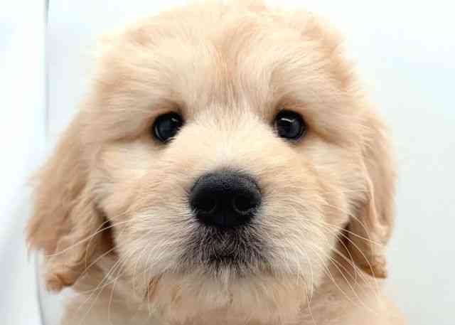 島根県のゴールデンドゥードゥル(ゴールデン×プードル) (ひごペットフレンドリーイオン松江ショッピングセンター店/2026年1月14日生まれ/男の子/アプリコット)の子犬の1枚目の画像