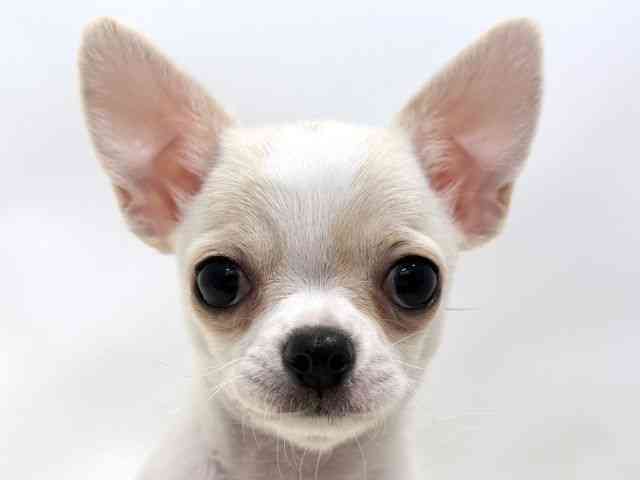 広島県のチワワ(スムース) (ひごペットフレンドリーゆめタウン廿日市店/2026年1月7日生まれ/女の子/クリームホワイト)の子犬の1枚目の画像