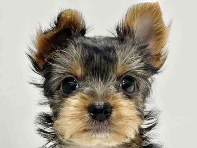 高知県のヨークシャーテリア (ひごペットフレンドリーイオンモール高知店/2026年1月13日生まれ/女の子/スチールブルータン)の子犬