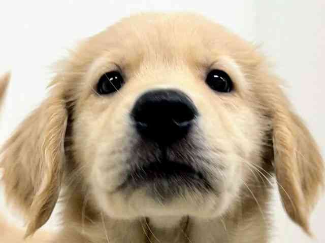 福岡県のゴールデンレトリバー (ひごペットフレンドリーリバーウォーク北九州店/2026年1月7日生まれ/男の子/ゴールデン)の子犬の1枚目の画像