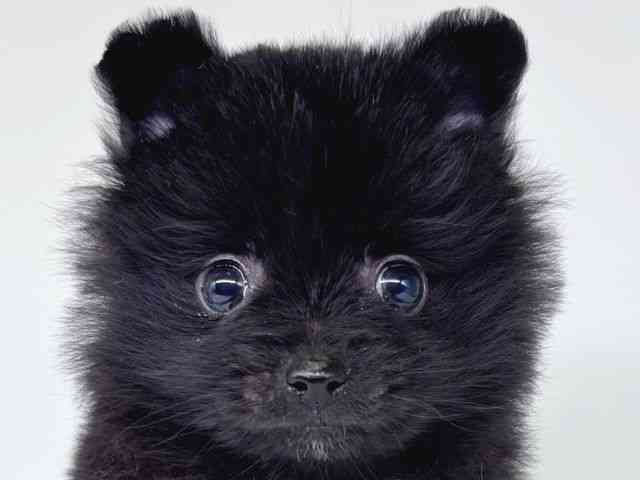 大阪府のポメラニアン (ひごペットフレンドリー瓜破店/2026年1月14日生まれ/女の子/ブラック)の子犬