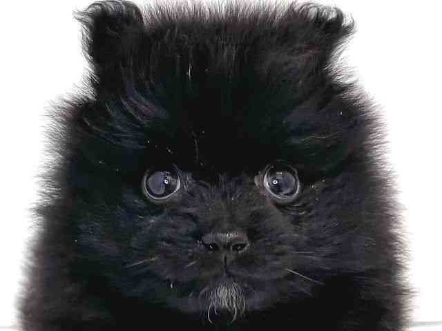 奈良県のポメラニアン (ひごペットフレンドリー奈良パワーシティ店/2026年1月14日生まれ/男の子/ブラック)の子犬の1枚目の画像