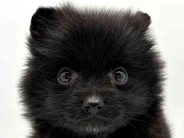 奈良県のポメラニアン (ひごペットフレンドリー田原本店/2026年1月14日生まれ/女の子/ブラック)の子犬の1枚目の画像