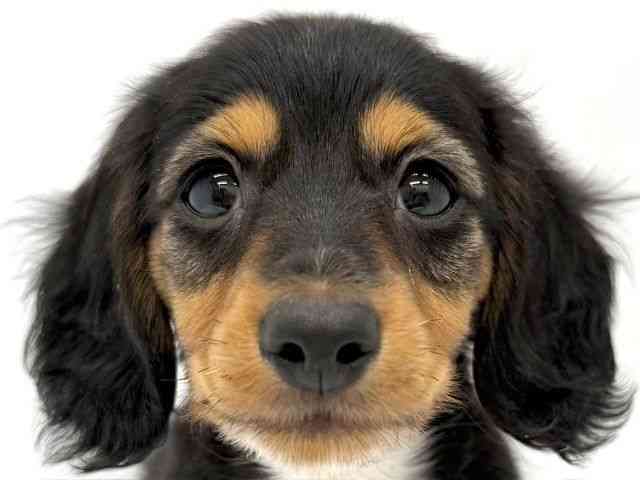 大阪府のカニンヘンダックスフンド(ロング) (ひごペットフレンドリーイオンタウン茨木太田店/2026年1月13日生まれ/男の子/ブラックタン)の子犬