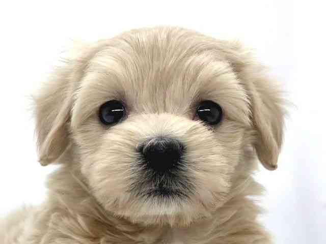 兵庫県のマルプー(マルチーズ×プードル) (ひごペットフレンドリーイオンタウン加古川店/2026年1月14日生まれ/男の子/クリーム)の子犬