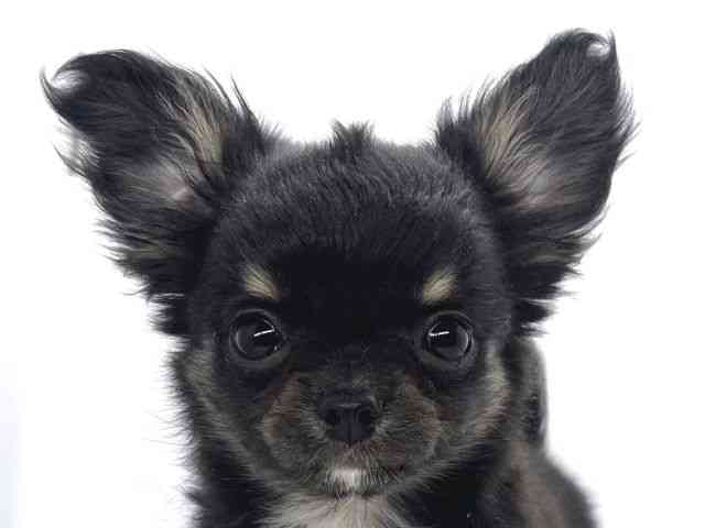 兵庫県のチワワ(ロング) (ひごペットフレンドリーイオンタウン加古川店/2026年1月9日生まれ/女の子/ブラックタンホワイト)の子犬の1枚目の画像