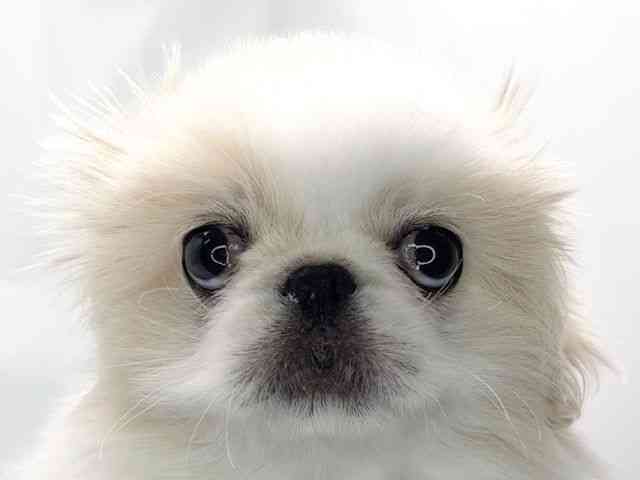 京都府のペキニーズ (ひごペットフレンドリー洛北阪急スクエア店/2026年1月15日生まれ/男の子/ホワイトクリーム)の子犬の1枚目の画像