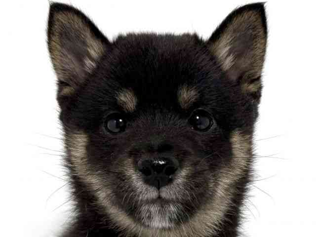 大阪府の柴犬(標準サイズ) (ひごペットフレンドリーアクロスプラザ住之江店/2026年1月6日生まれ/女の子/黒)の子犬の1枚目の画像