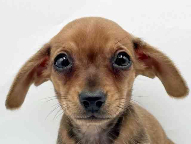 奈良県のチワックス(チワワ×ダックス) (ひごペットフレンドリートナリエ大和高田店/2026年1月14日生まれ/女の子/レッド)の子犬の1枚目の画像