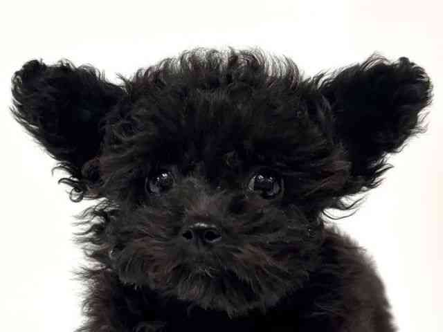 愛知県のトイプードル(トイ) (ひごペットフレンドリーイトーヨーカドー知多店/2026年1月13日生まれ/女の子/ブラック)の子犬の1枚目の画像