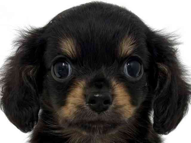 大阪府のチワックス(チワワ×ダックス) (ひごペットフレンドリーベルファⅡ都島店/2026年1月13日生まれ/女の子/ブラッククリーム)の子犬の1枚目の画像