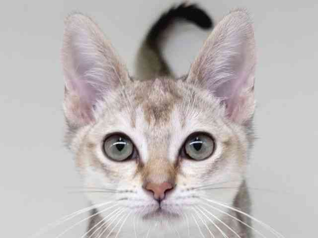 大阪府のシンガプーラ (ひごペットフレンドリー瓜破店/2026年1月1日生まれ/男の子/セピアアグーティ)の子猫の1枚目の画像