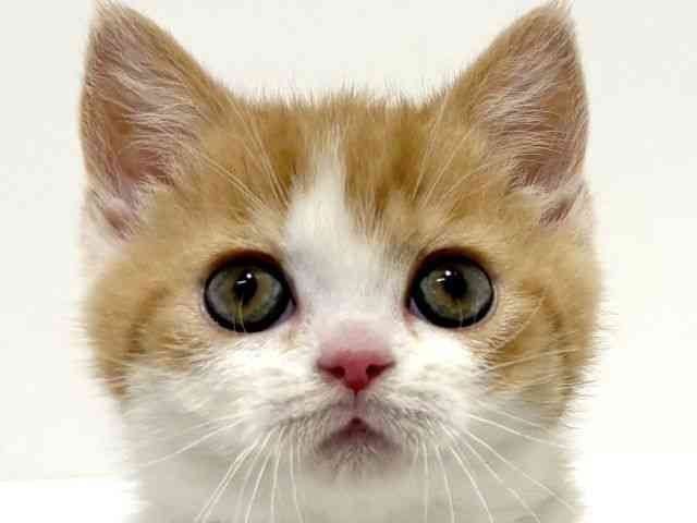 大阪府のマンチカン (ひごペットフレンドリーイオン高槻店/2026年1月15日生まれ/女の子/レッドマッカレルタビーホワイト)の子猫の1枚目の画像