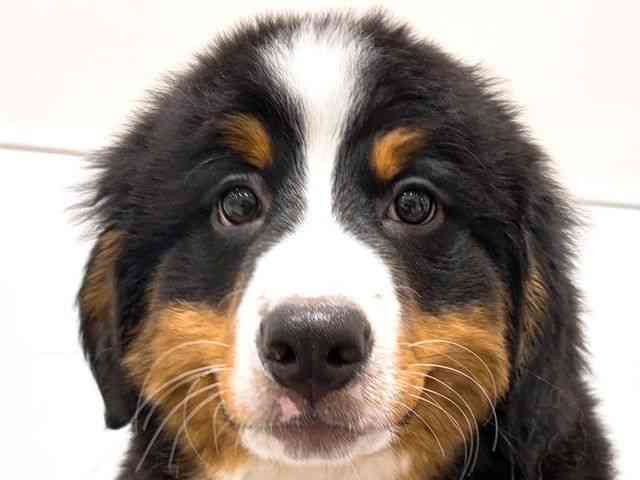 奈良県のバーニーズマウンテンドッグ (ひごペットフレンドリー田原本店/2026年1月17日生まれ/女の子/ブラックラストホワイト)の子犬の1枚目の画像