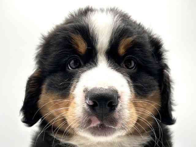 奈良県のバーニーズマウンテンドッグ (ひごペットフレンドリー田原本店/2026年1月17日生まれ/女の子/ブラックラストホワイト)の子犬