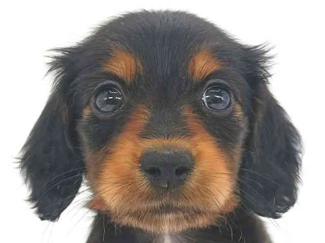 大阪府のミニチュアダックスフンド(ロング) (ひごペットフレンドリー泉ヶ丘店/2026年1月16日生まれ/女の子/ブラックタン)の子犬の1枚目の画像