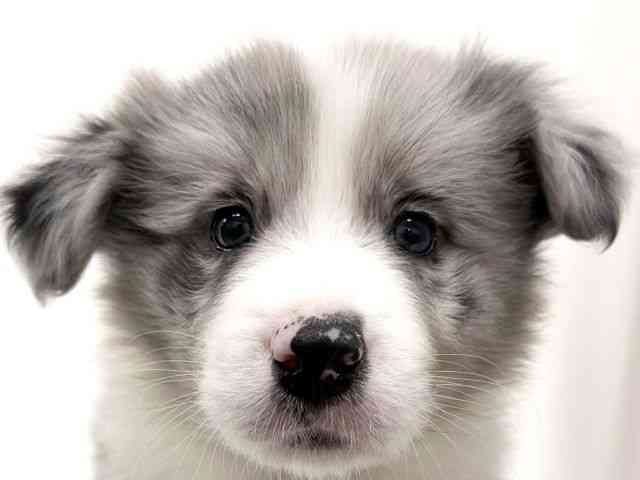 大阪府のボーダーコリー (ひごペットフレンドリーくずはモール店/2026年1月11日生まれ/女の子/ブルーマール)の子犬の1枚目の画像