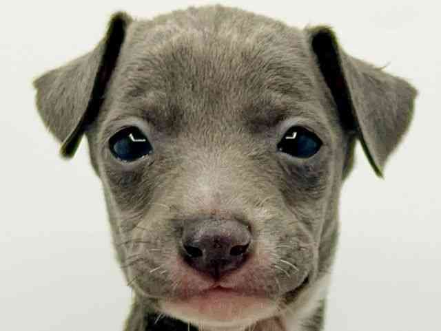 大阪府のイタリアングレーハウンド (ひごペットフレンドリーみのおキューズモール店/2026年1月13日生まれ/男の子/ブルーホワイト)の子犬の1枚目の画像