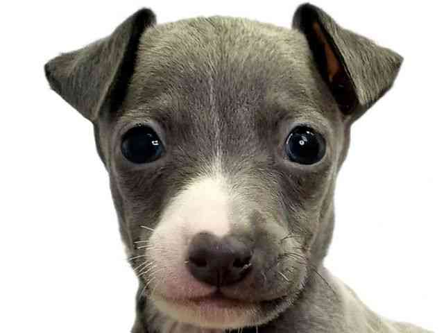 愛媛県のイタリアングレーハウンド (ひごペットフレンドリーエミフルMASAKI店/2026年1月13日生まれ/男の子/ブルーホワイト)の子犬の1枚目の画像