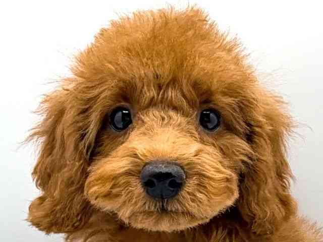 奈良県のトイプードル(トイ) (ひごペットフレンドリー田原本店/2026年1月16日生まれ/女の子/レッド)の子犬の1枚目の画像