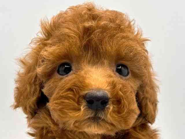 奈良県のトイプードル(トイ) (ひごペットフレンドリー田原本店/2026年1月16日生まれ/女の子/レッド)の子犬の1枚目の画像