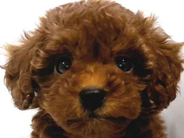 奈良県のトイプードル(トイ) (ひごペットフレンドリー奈良パワーシティ店/2026年1月16日生まれ/女の子/レッド)の子犬の1枚目の画像