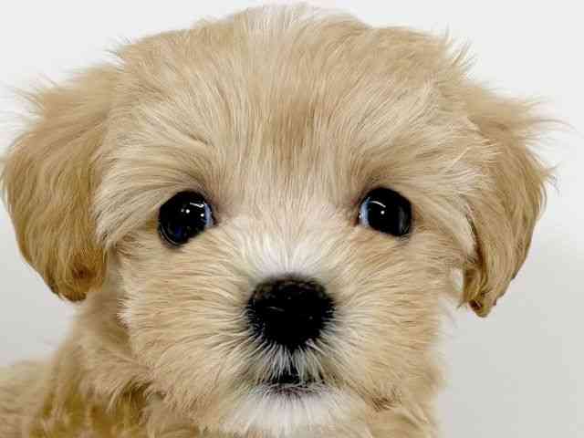 京都府のマルプー(マルチーズ×プードル) (ひごペットフレンドリーイズミヤショッピングセンター八幡店/2026年1月16日生まれ/女の子/クリーム)の子犬の1枚目の画像