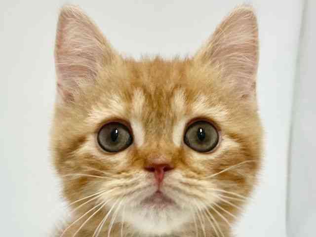 高知県のスコティッシュフォールド (ひごペットフレンドリーイオンモール高知店/2026年1月17日生まれ/男の子/レッドタビー)の子猫の1枚目の画像