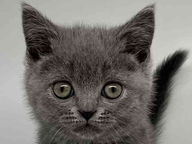 徳島県のブリティッシュショートヘアー (ひごペットフレンドリーゆめタウン徳島店/2026年1月16日生まれ/男の子/ブルー)の子猫の1枚目の画像